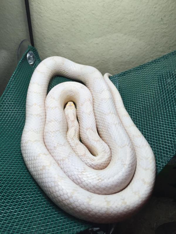 sunglow albino corn snake