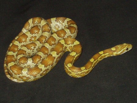 amber corn snake