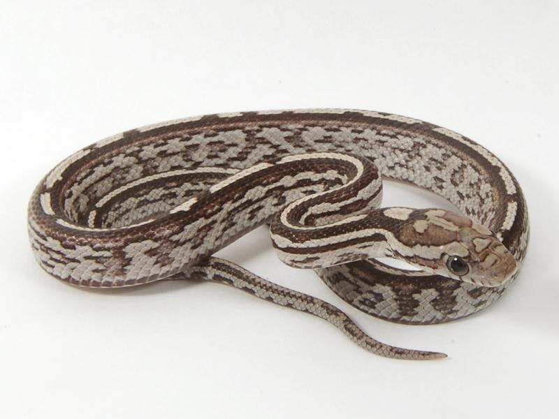 anery tessera corn snake