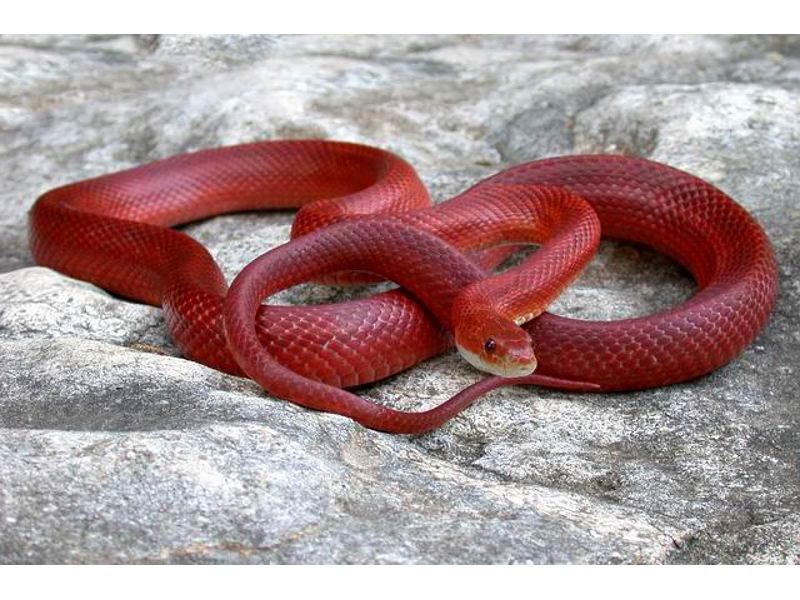 Blood Red Corn Snake For Sale With Live Arrival Guarantee - XYZReptiles
