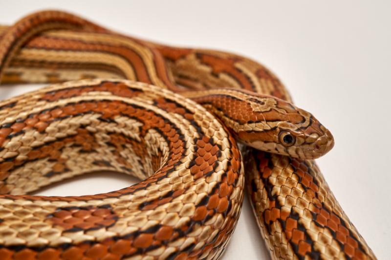 Buf Corn Snake , Corn Snakes For Sale - South Mountain Reptiles - Many.