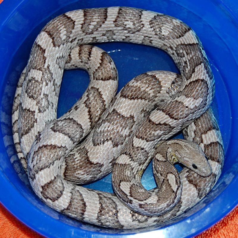 adult tessera corn snake