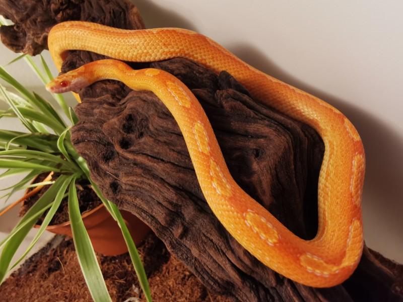 Morph of the day: Hypo Amel Sunkissed Tessera Motley