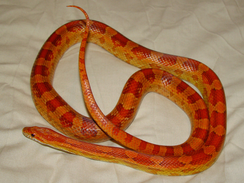 Hypomelanistic Corn Snake.