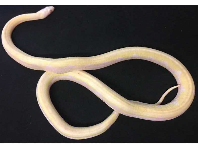 Morph of the day: Scaleless Snow Motley