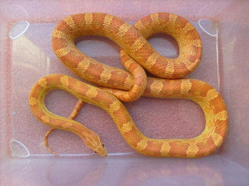 ultramel corn snake