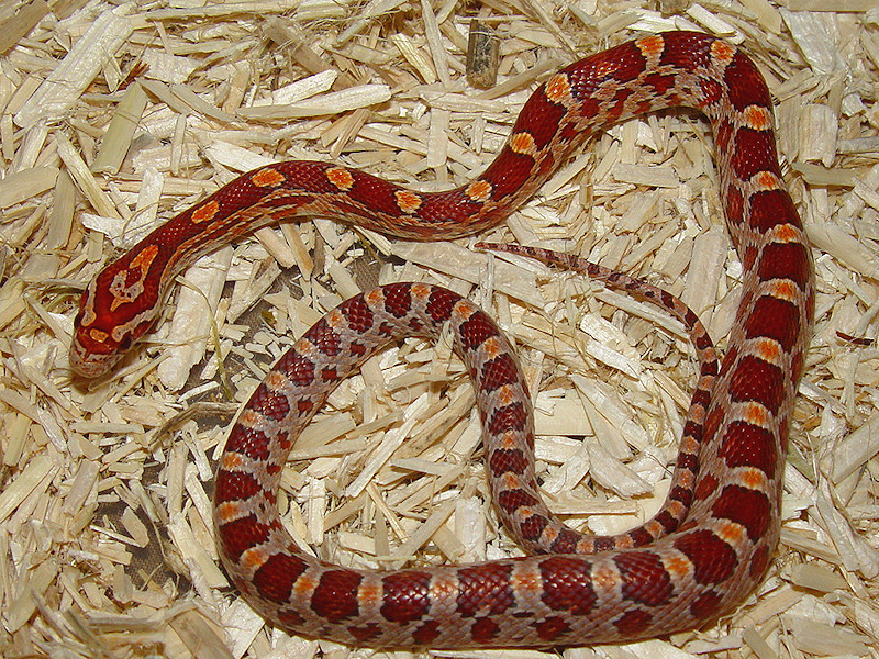 Ultramel Corn Snake